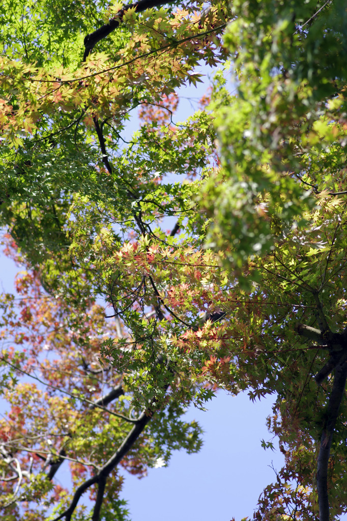 紅葉さきどり