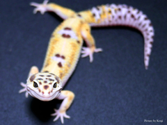 レオパ(ヒョウモントカゲモドキ)ホワイト&イエローhetラプター