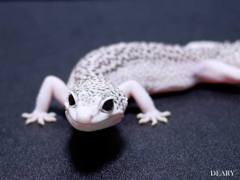 レオパ(ヒョウモントカゲモドキ)ギャラクシー