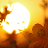 キバナコスモスと夕日