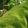 芽吹く