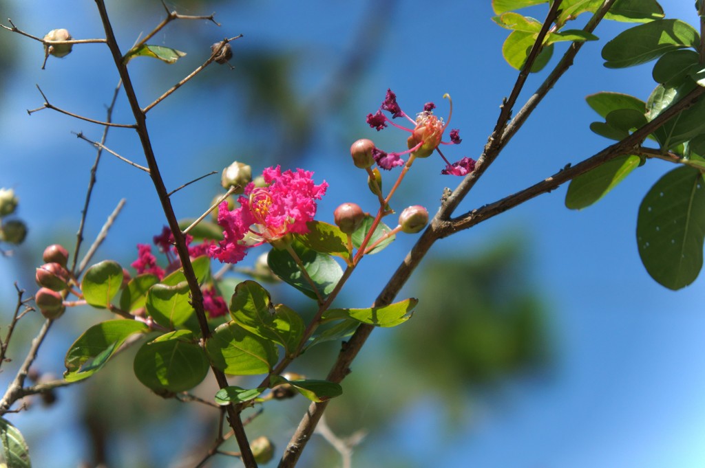 サルスベリの花