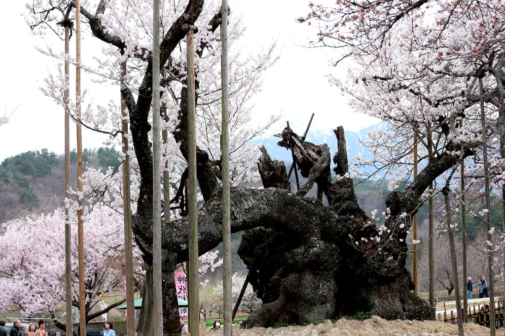 山高神代ザクラ