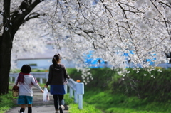 休日の桜道　その２　