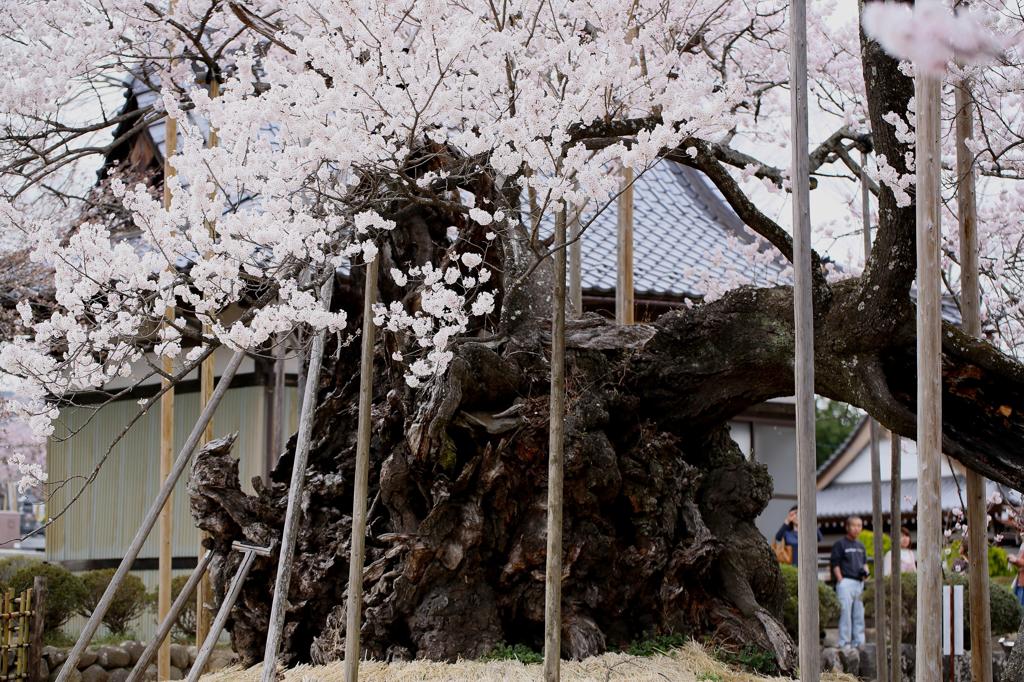 二千年の追憶