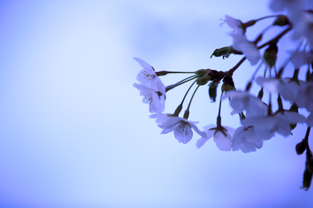 異桜色