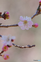 近所の梅－６