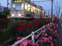 都電荒川車庫前のバラ-3