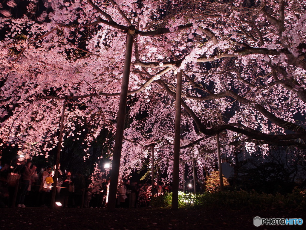六義園の枝垂桜2017-3