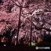 六義園の枝垂桜2017-3