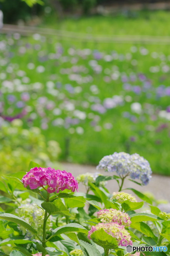 松戸本土寺の紫陽花と花菖蒲2017-1