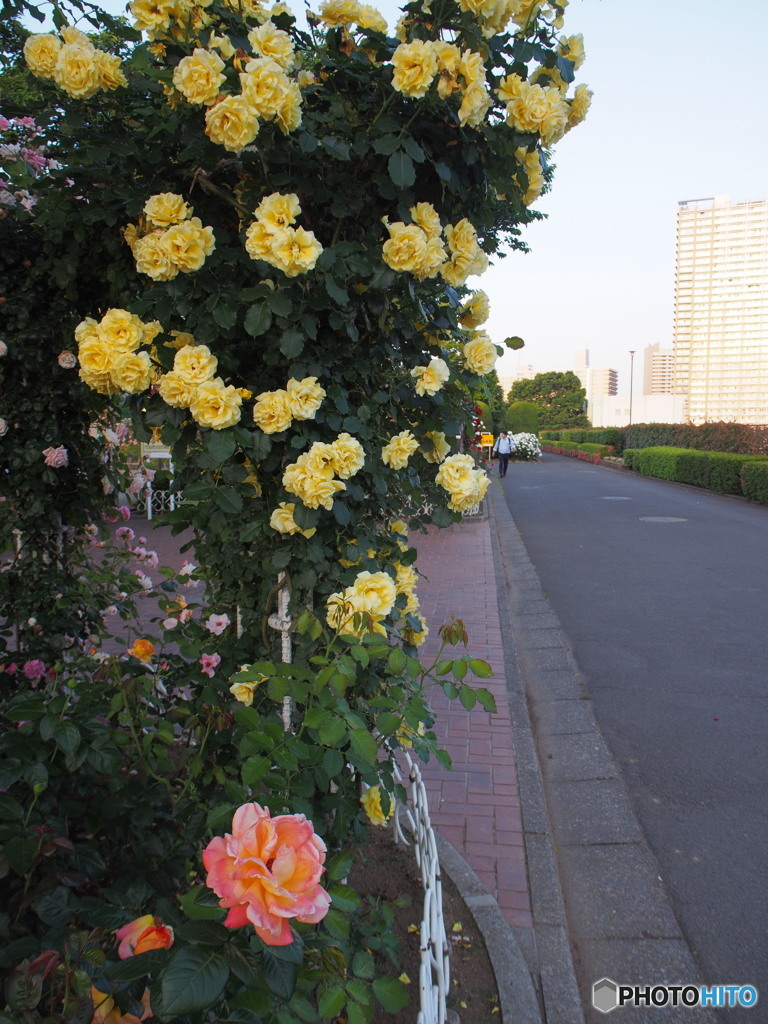 芝浦中央公園のバラ-1