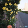 芝浦中央公園のバラ-1