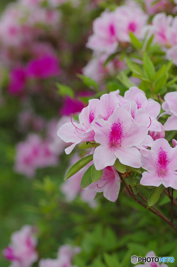 2017GWの花-1