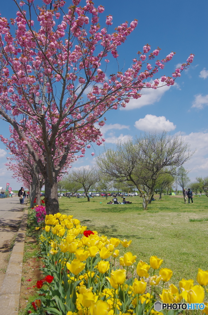 あけぼの山農業公園のチューリップ2017-1