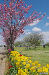 あけぼの山農業公園のチューリップ2017-1