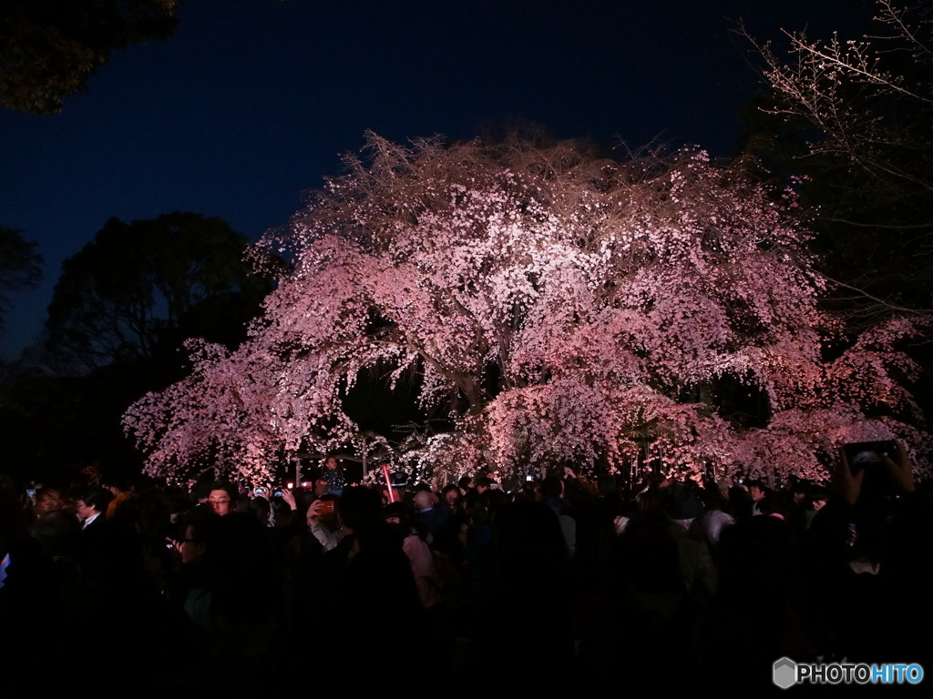 六義園の枝垂桜2017-2
