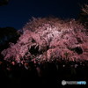 六義園の枝垂桜2017-2