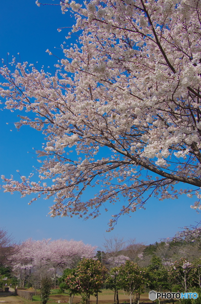 常盤平の桜2018-2