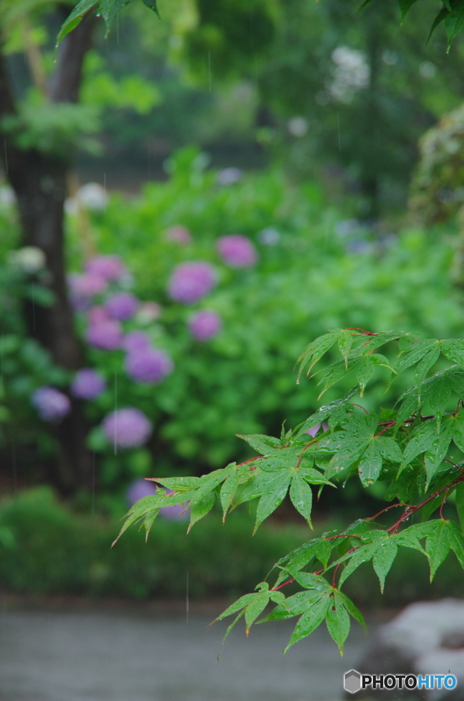 観音寺の紫陽花2018-2