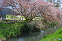 新坂川の桜