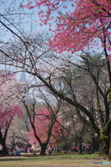 新宿御苑の桜-1