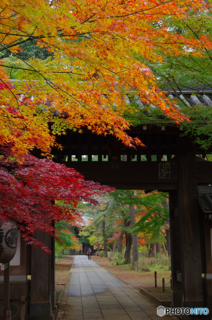 小金東漸寺の紅葉－１