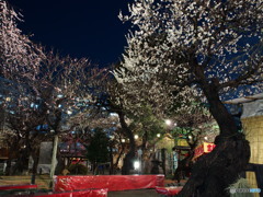 湯島天神の梅2018-2