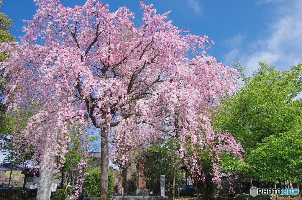 或る枝垂桜-3