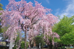 或る枝垂桜-3