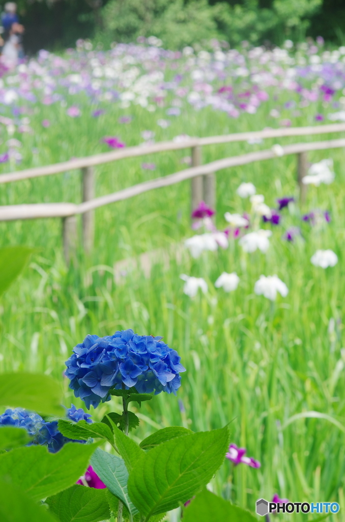 松戸本土寺の紫陽花と花菖蒲2017-2