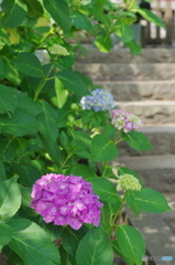 松戸本土寺の紫陽花2017-1