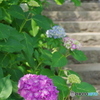 松戸本土寺の紫陽花2017-1