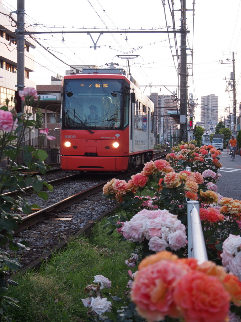 都電荒川車庫前のバラ-1