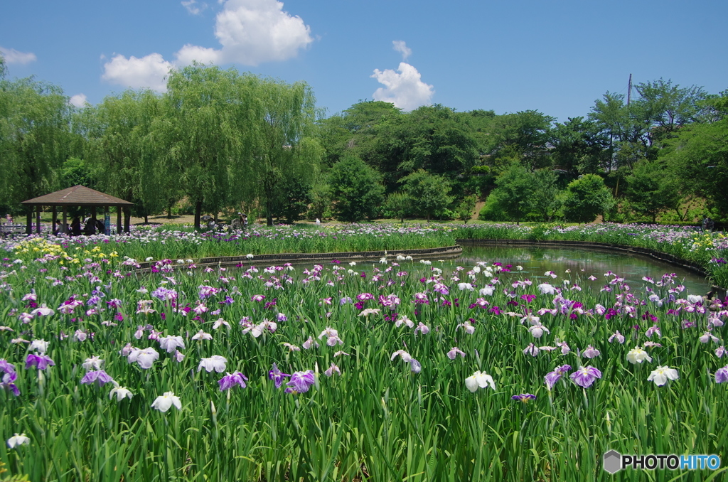 守谷四季の里公園-8