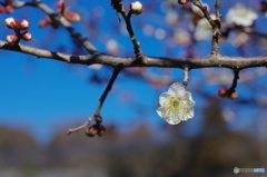 早咲きの梅－2
