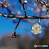 早咲きの梅－2