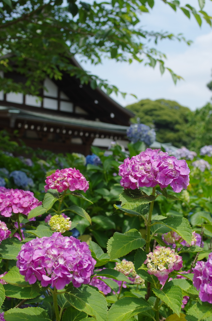 本土寺-1