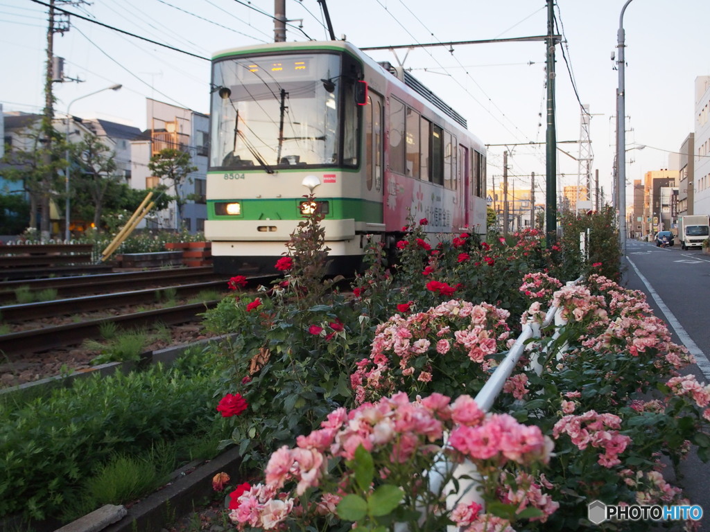 都電荒川線のバラ2017-1