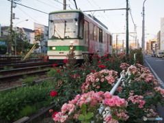 都電荒川線のバラ2017-1