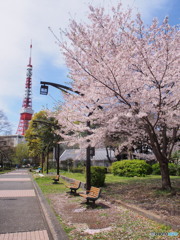 東京タワーと桜－４