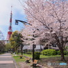 東京タワーと桜－４