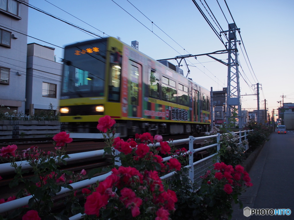 都電荒川線のバラ2017-4