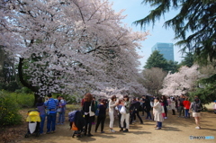 新宿御苑の桜-3