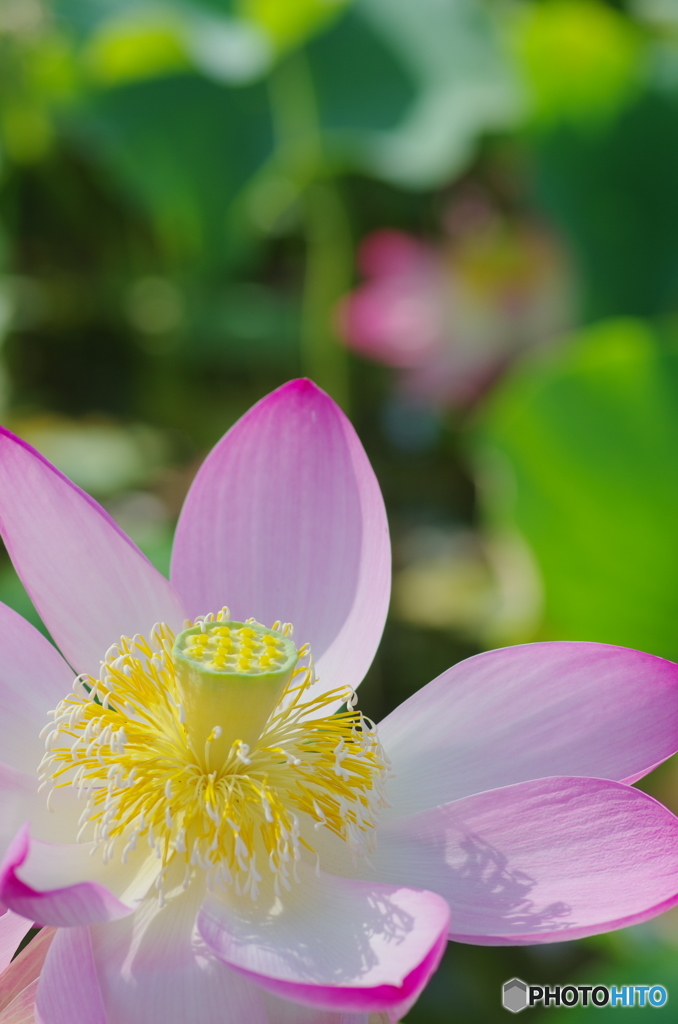 利根親水公園の蓮2018-2