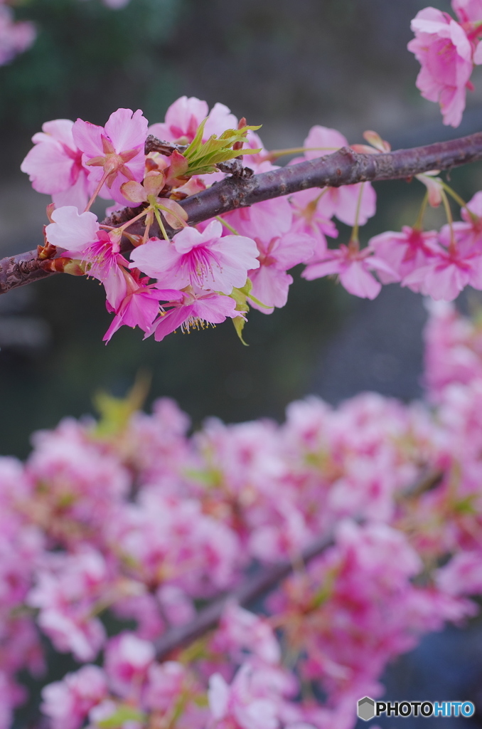 松戸坂川河津桜－２
