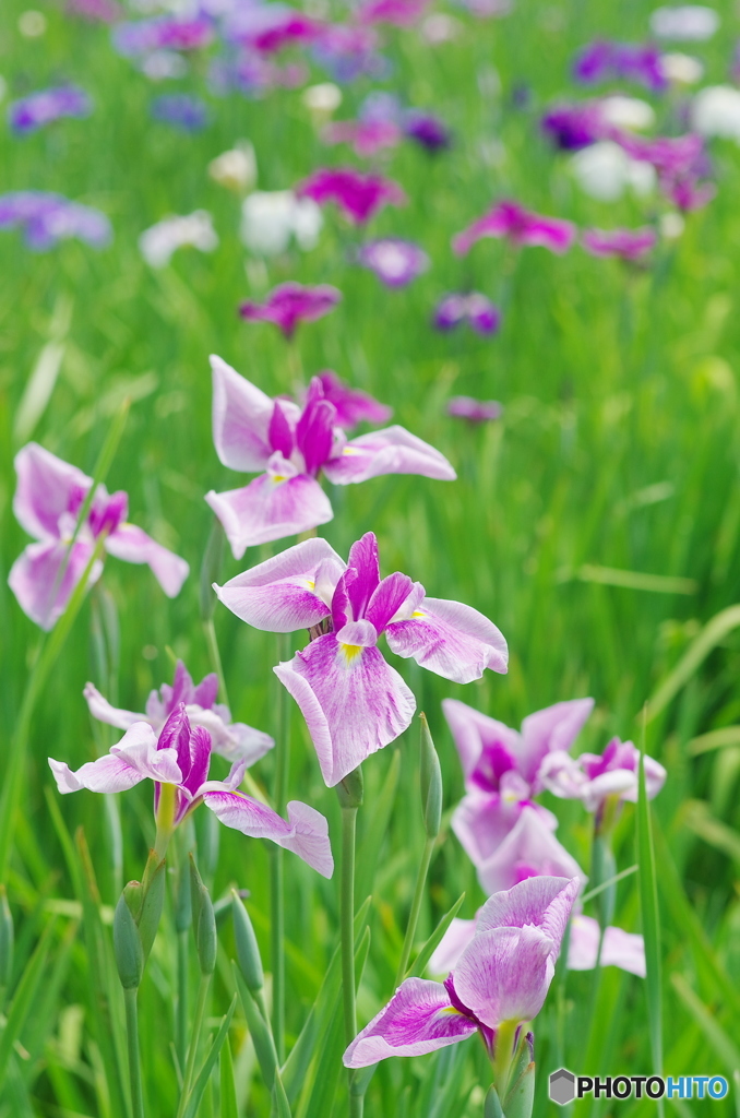 松戸本土寺の花菖蒲2017-2