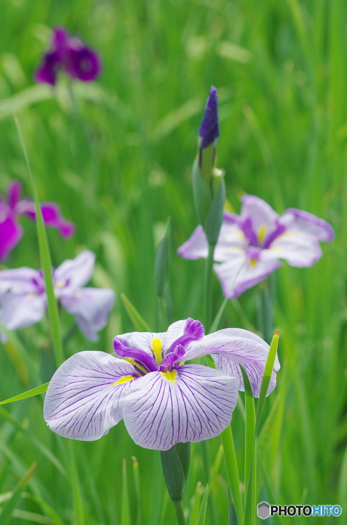 松戸本土寺の花菖蒲2017-1