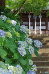 松戸本土寺の紫陽花2017-2