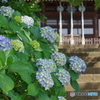 松戸本土寺の紫陽花2017-2
